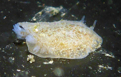 Corambe pacifica