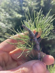 Larix lyallii