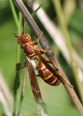 Polistes bellicosus