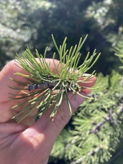 Larix lyallii