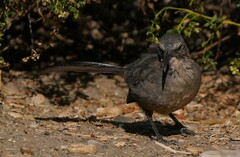 Toxostoma redivivum