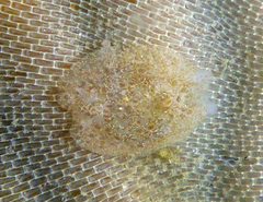 Corambe pacifica