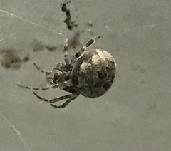Neoscona nautica