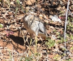 Burhinus vermiculatus