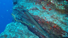 Aulostomus chinensis