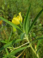 Ludwigia grandiflora