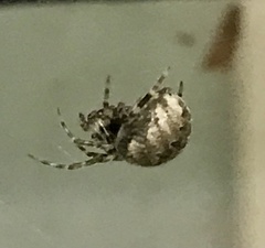 Neoscona nautica