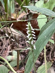 Spiranthes ovalis erostellata