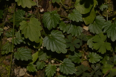 Lobelia trigonocaulis