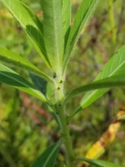 Ludwigia grandiflora