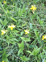 Vigna luteola
