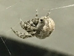 Neoscona nautica