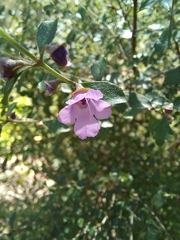 Prostanthera