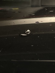 Myllocerus undecimpustulatus