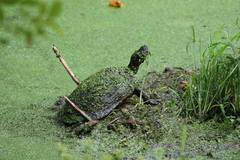 Trachemys scripta