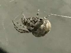 Neoscona nautica