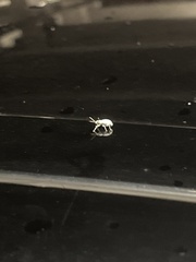 Myllocerus undecimpustulatus