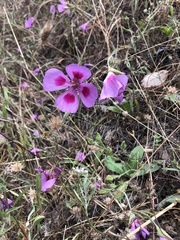 Clarkia