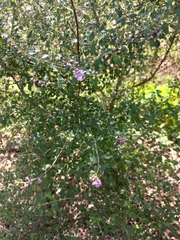 Prostanthera