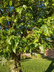 Crataegus phaenopyrum