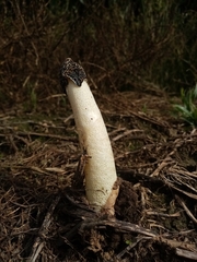 Phallus hadriani