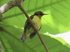 Anthreptes malacensis