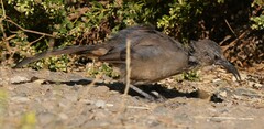 Toxostoma redivivum