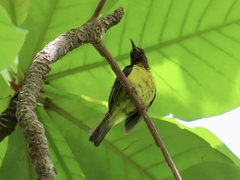 Anthreptes malacensis