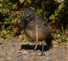 Toxostoma redivivum