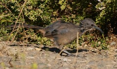 Toxostoma redivivum