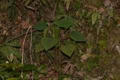 Homalanthus populifolius