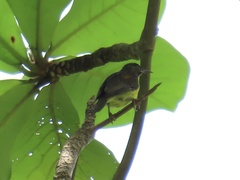 Anthreptes malacensis