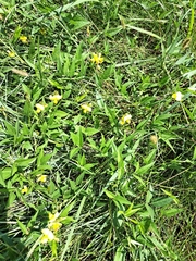 Vigna luteola