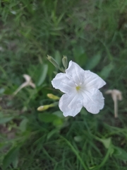 Ruellia metziae