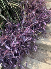 Tradescantia pallida