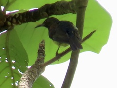 Anthreptes malacensis