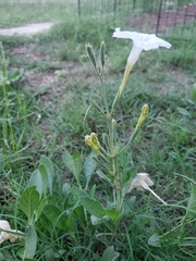 Ruellia metziae