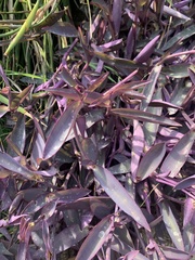 Tradescantia pallida