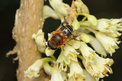 Palpada ruficeps