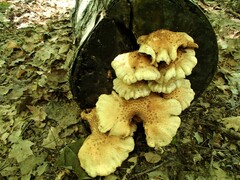 Bresadolia craterella