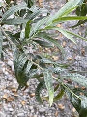 Artemisia douglasiana