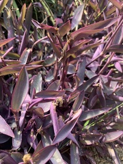 Tradescantia pallida