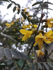 Sophora macrocarpa