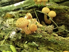 Pholiota squarrosoides