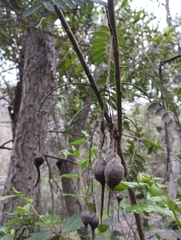 Sophora macrocarpa