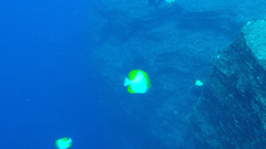 Hemitaurichthys polylepis