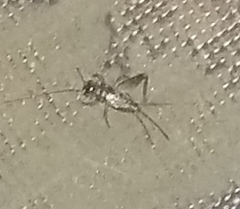 Velarifictorus micado