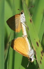 Copaeodes aurantiaca