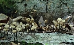 Marasmius rotula
