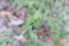 Bidens bipinnata